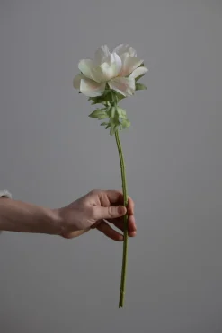 Blomst - Anemone H43cm Rosa