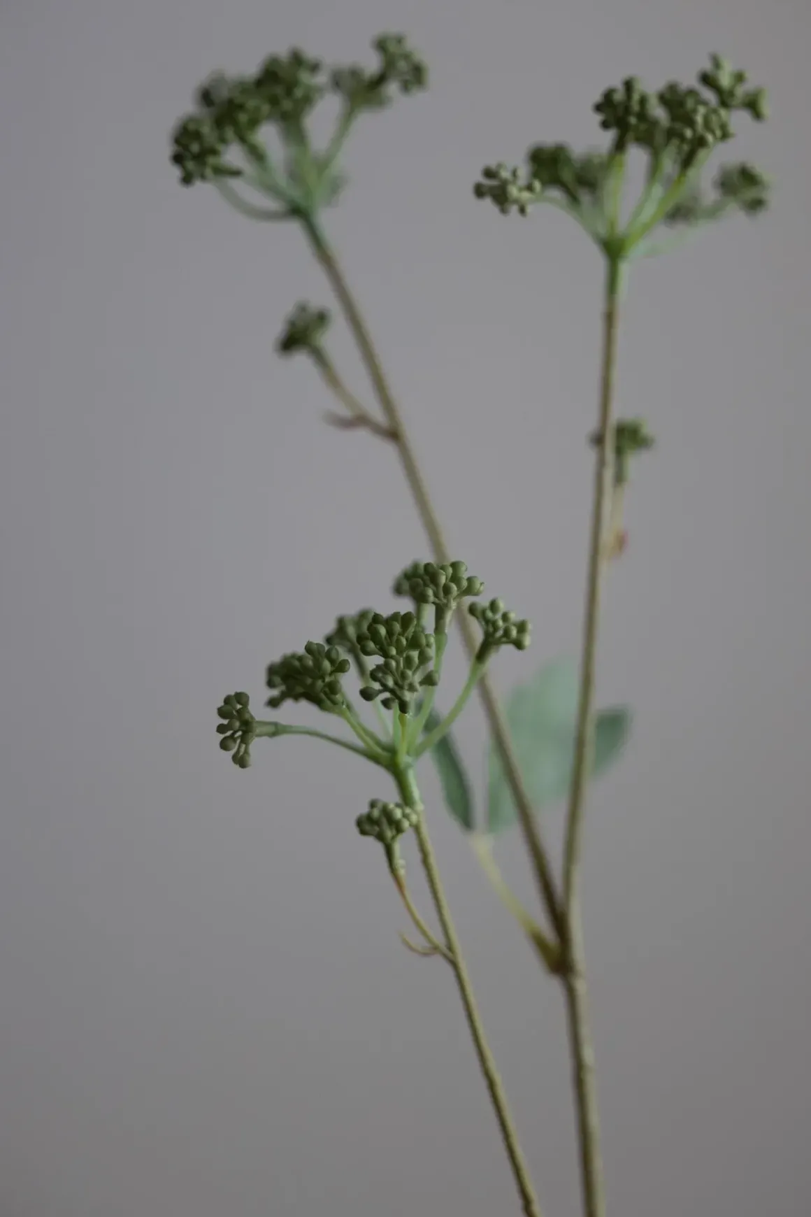 Blomst - Angelica H56cm