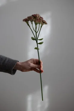 Blomst - Bergknapp 50cm