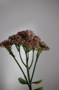 Blomst - Bergknapp 50cm