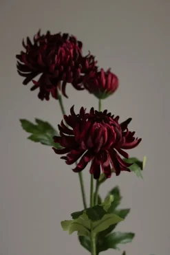 Blomst - Chrysanthemum H60cm