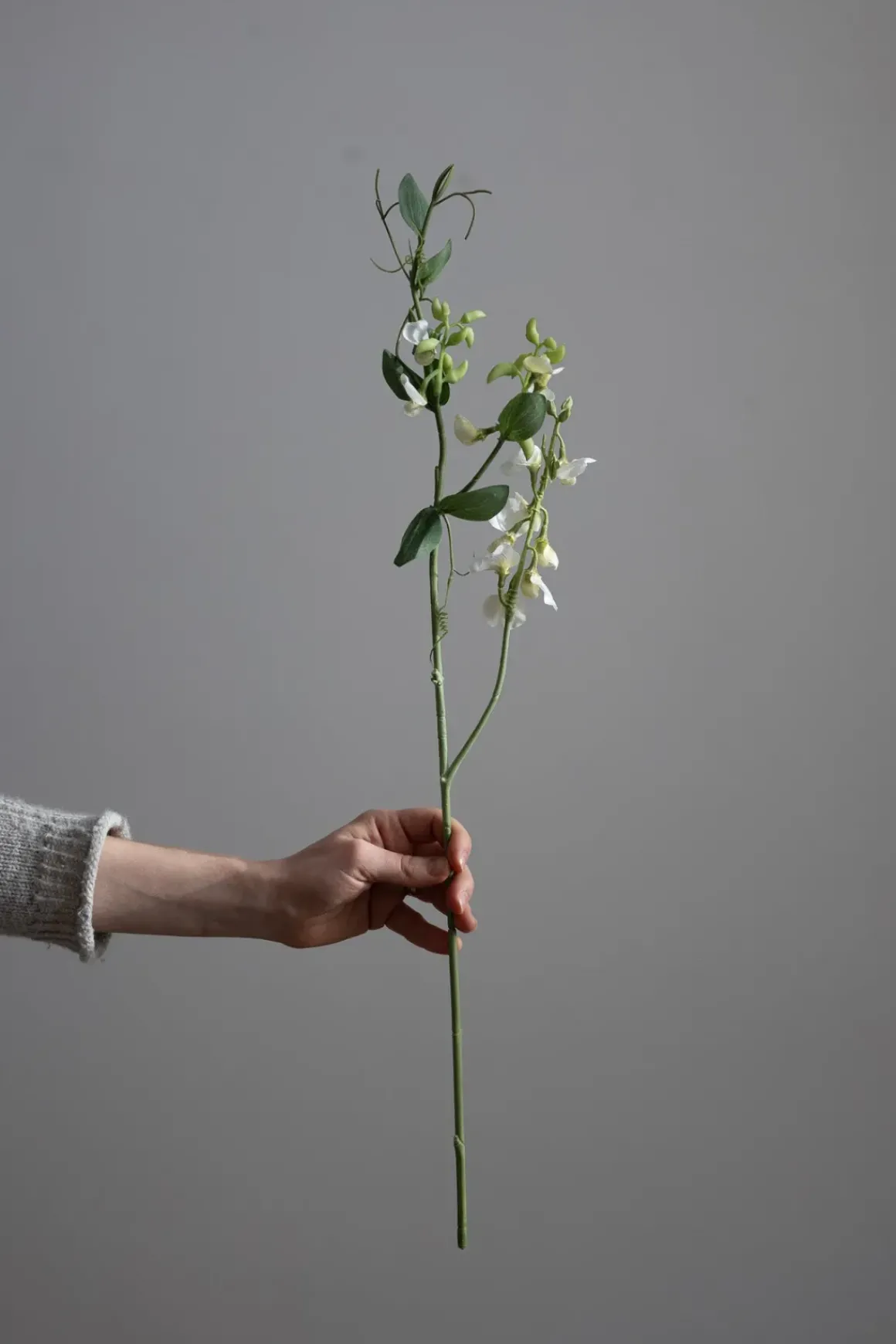 Blomst - Erteblomst H69cm Hvit