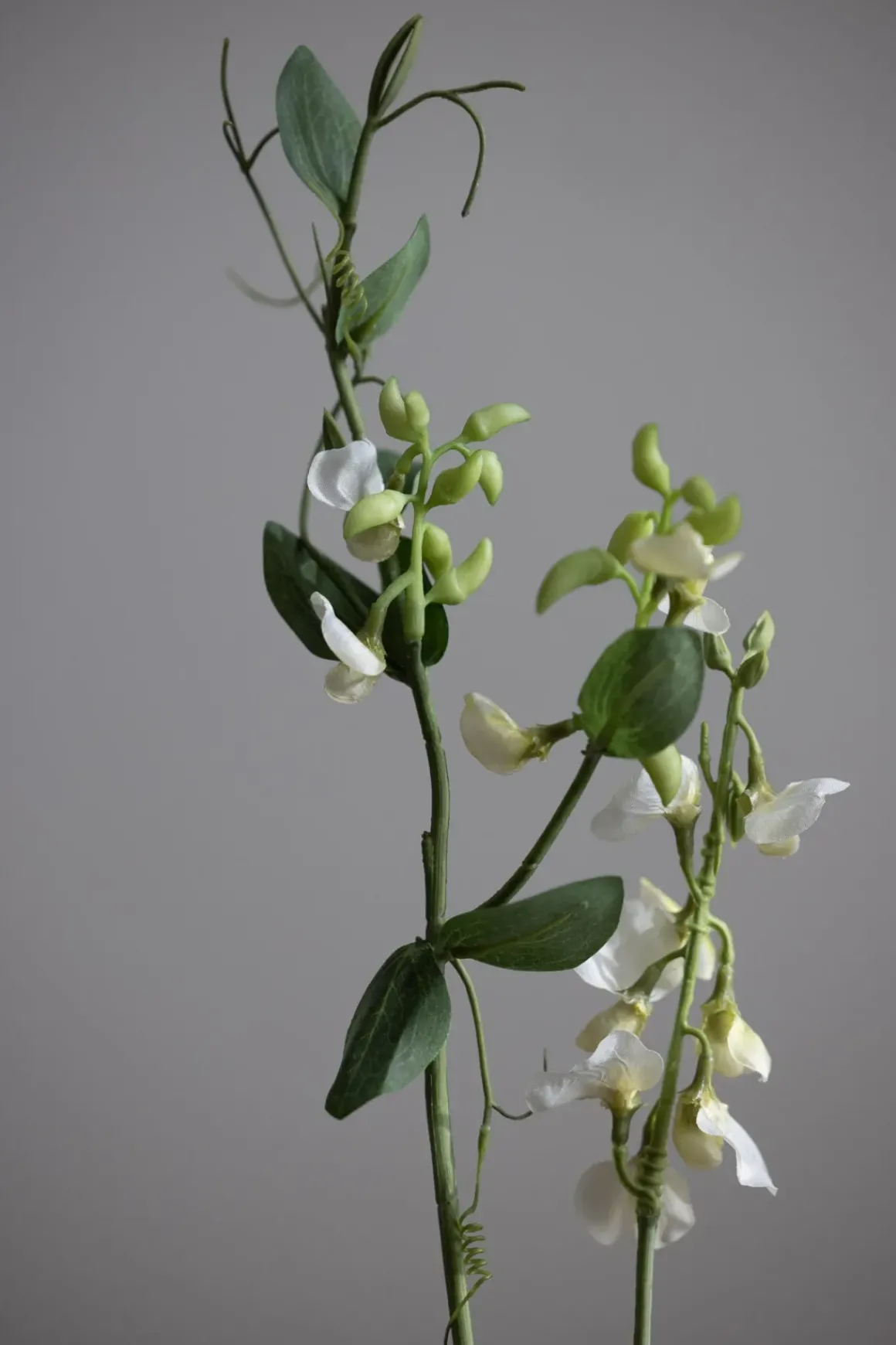 Blomst - Erteblomst H69cm Hvit