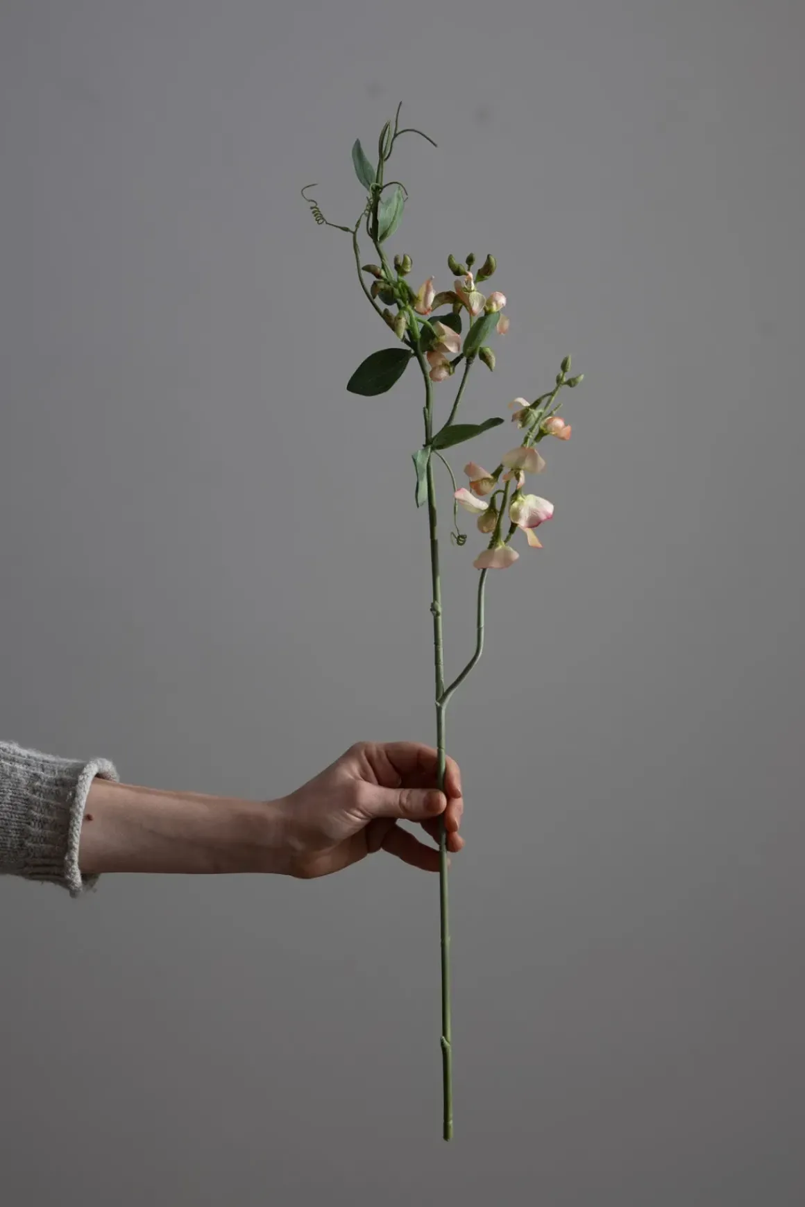 Blomst - Erteblomst H69cm Rosa