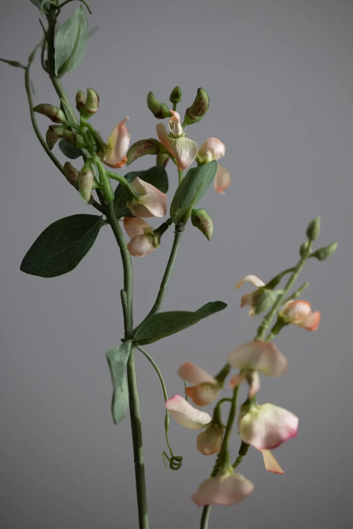 Blomst - Erteblomst H69cm Rosa