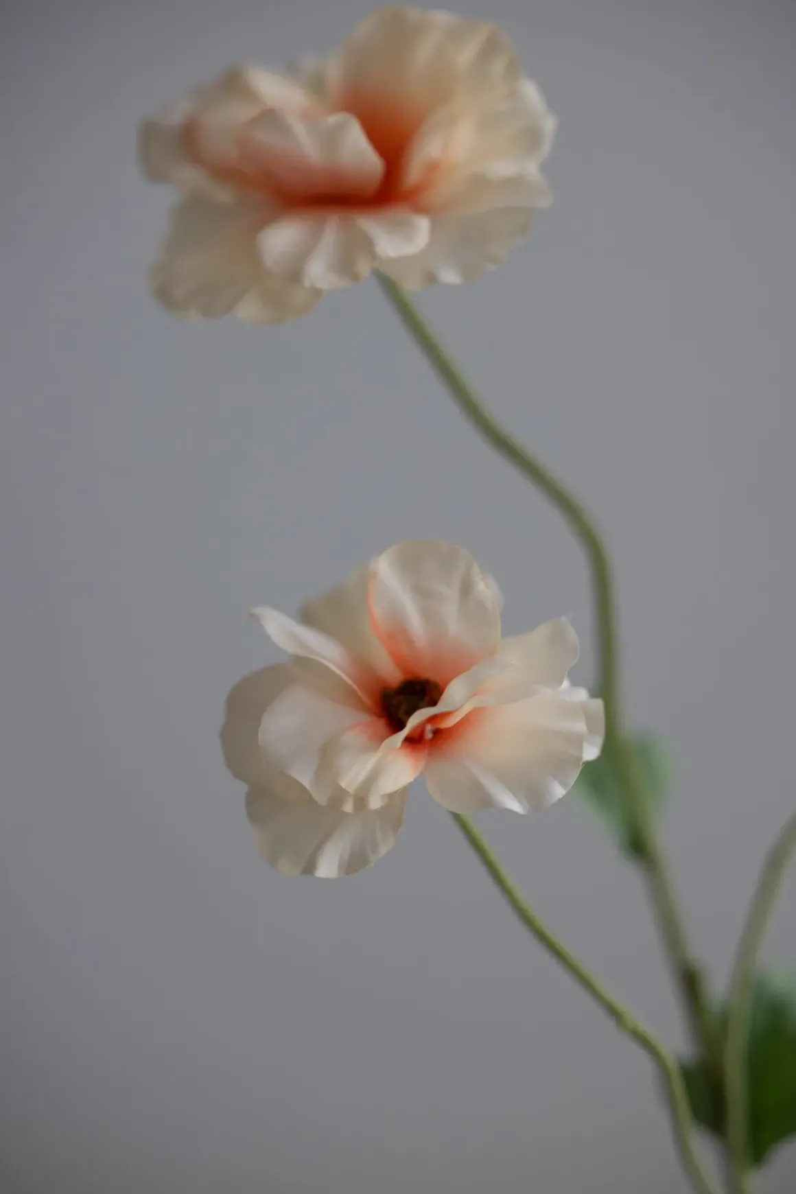 Blomst - Japansk Ranunkel H62cm