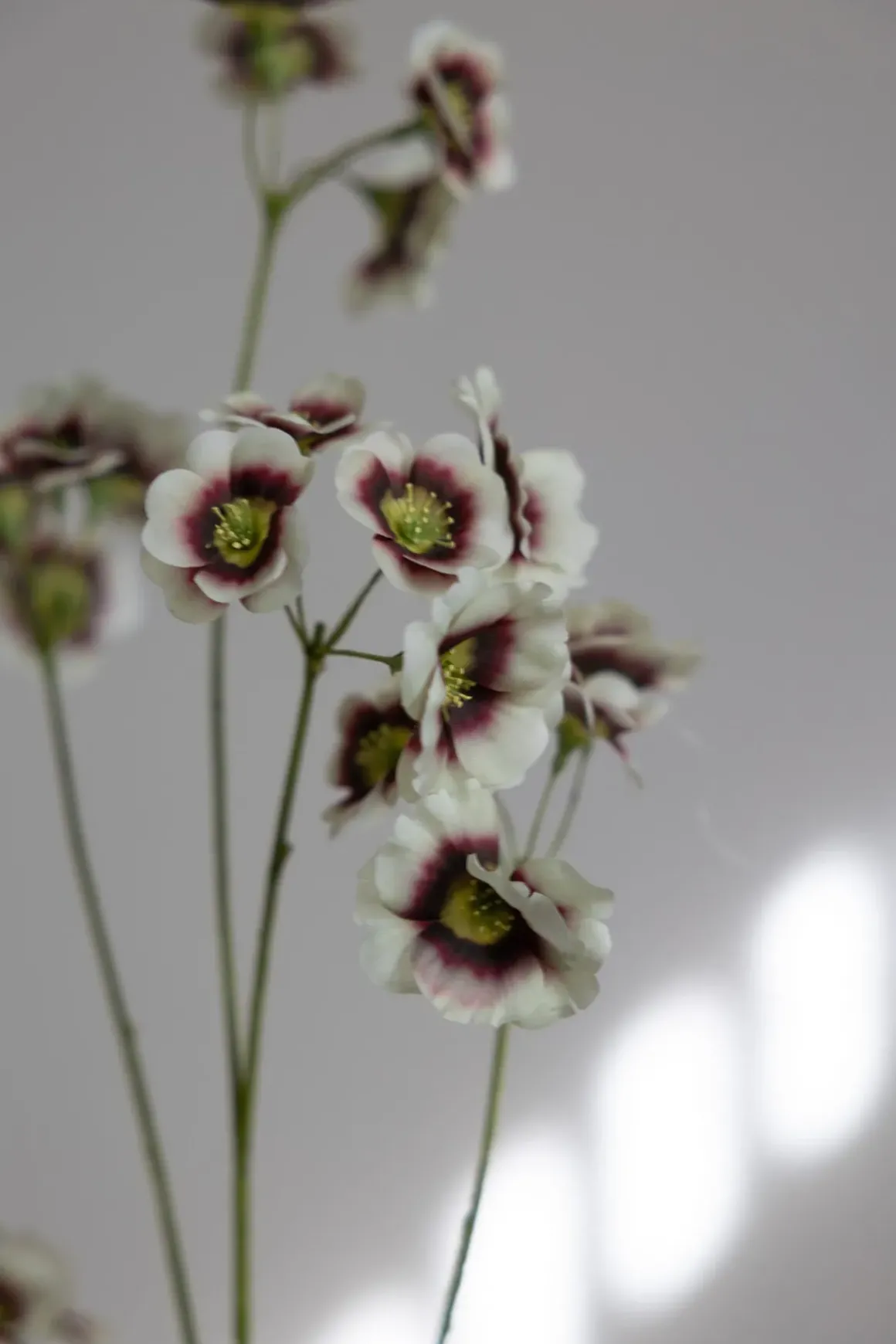 Blomst - Leucocoryne H89cm Grønn