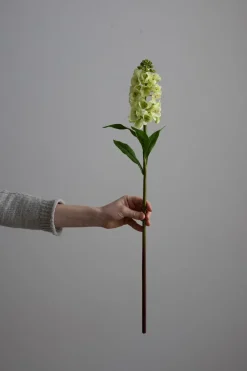 Blomst - Levkøy H70cm