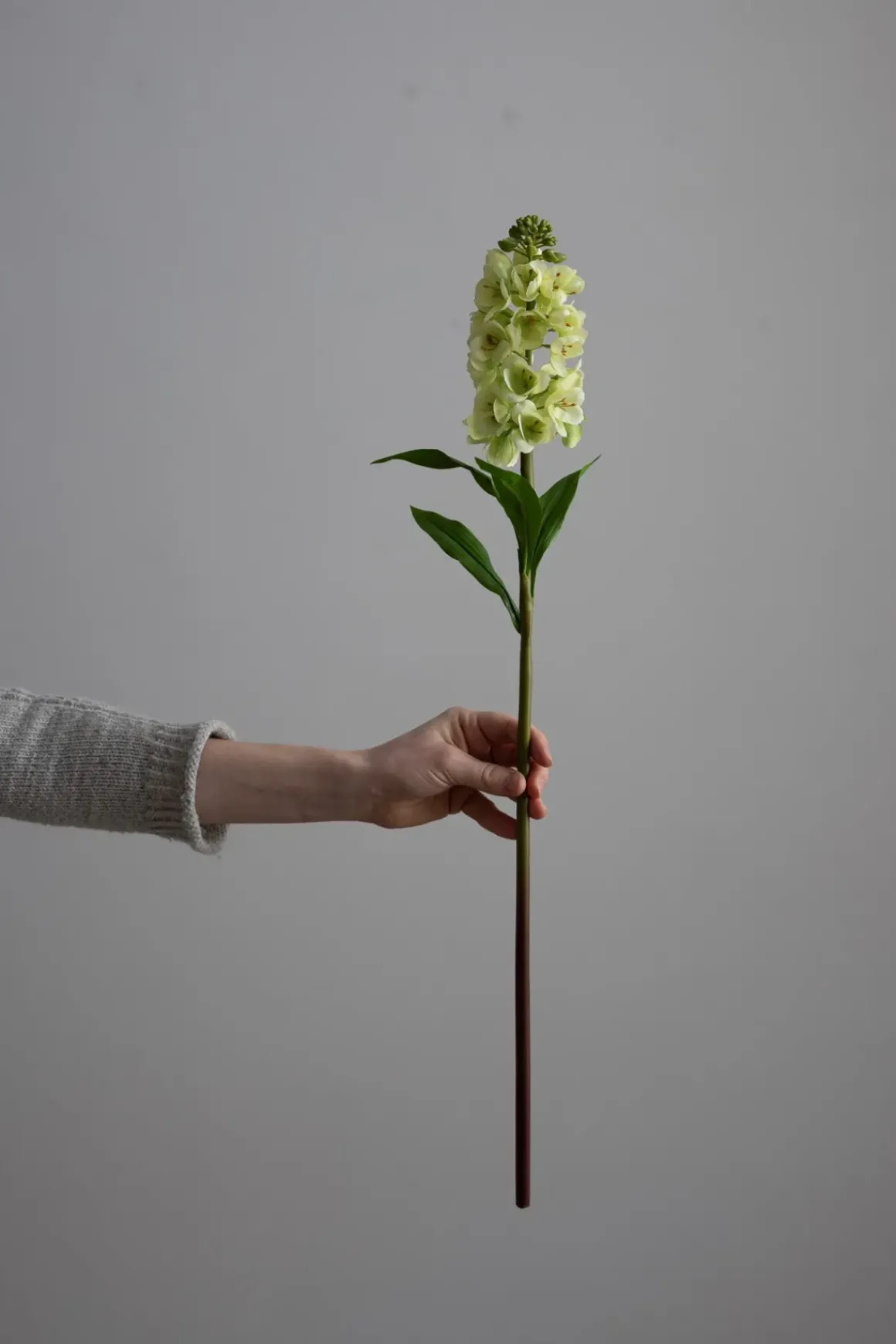 Blomst - Levkøy H70cm