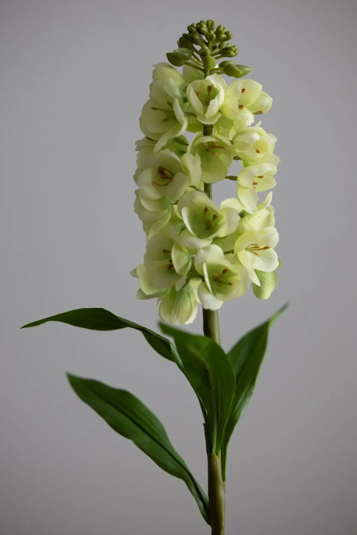 Blomst - Levkøy H70cm