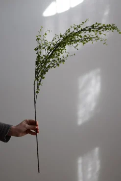 Blomst - Muehlenbeckia 100cm