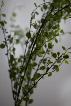 Blomst - Muehlenbeckia 100cm