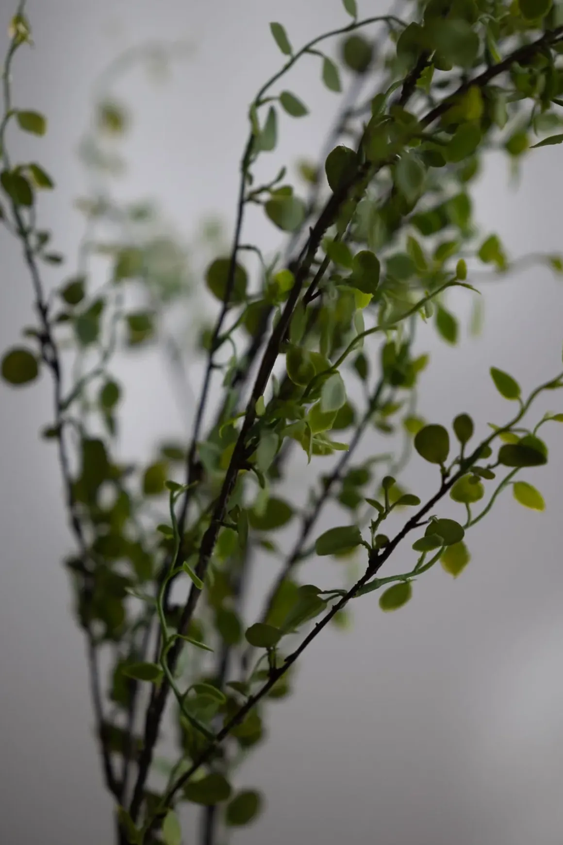 Blomst - Muehlenbeckia 100cm