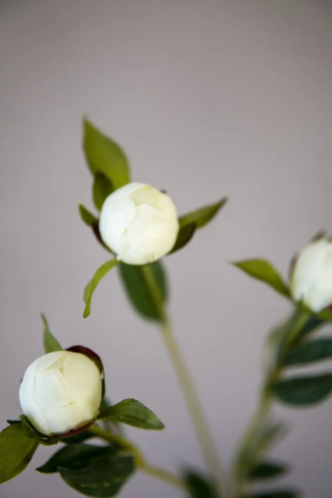 Blomst - Pion H45cm Hvit