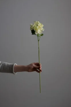 Blomst - Ranunkel H60cm