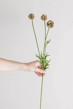 Blomst - Scabiosa h60cm