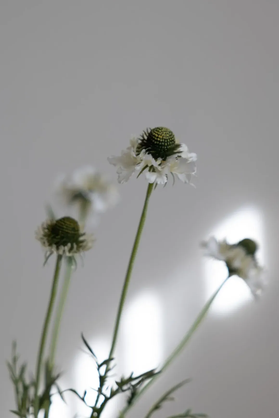 Blomst - Scabiosa H89cm Cream