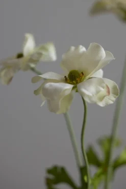 Blomst - Sommerfuglranunkel H54cm