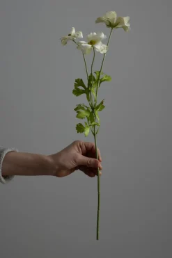 Blomst - Sommerfuglranunkel H54cm