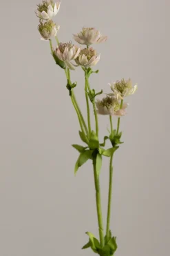 Blomst - Stjerneskjerm H55cm