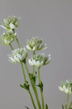 Blomst - Stjerneskjerm Hvit