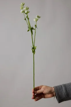 Blomst - Stjerneskjerm Hvit