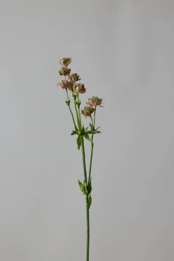 Blomst - Stjerneskjerm Rosa