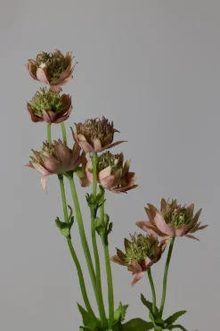 Blomst - Stjerneskjerm Rosa