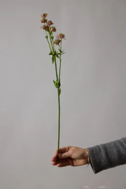 Blomst - Stjerneskjerm Rosa