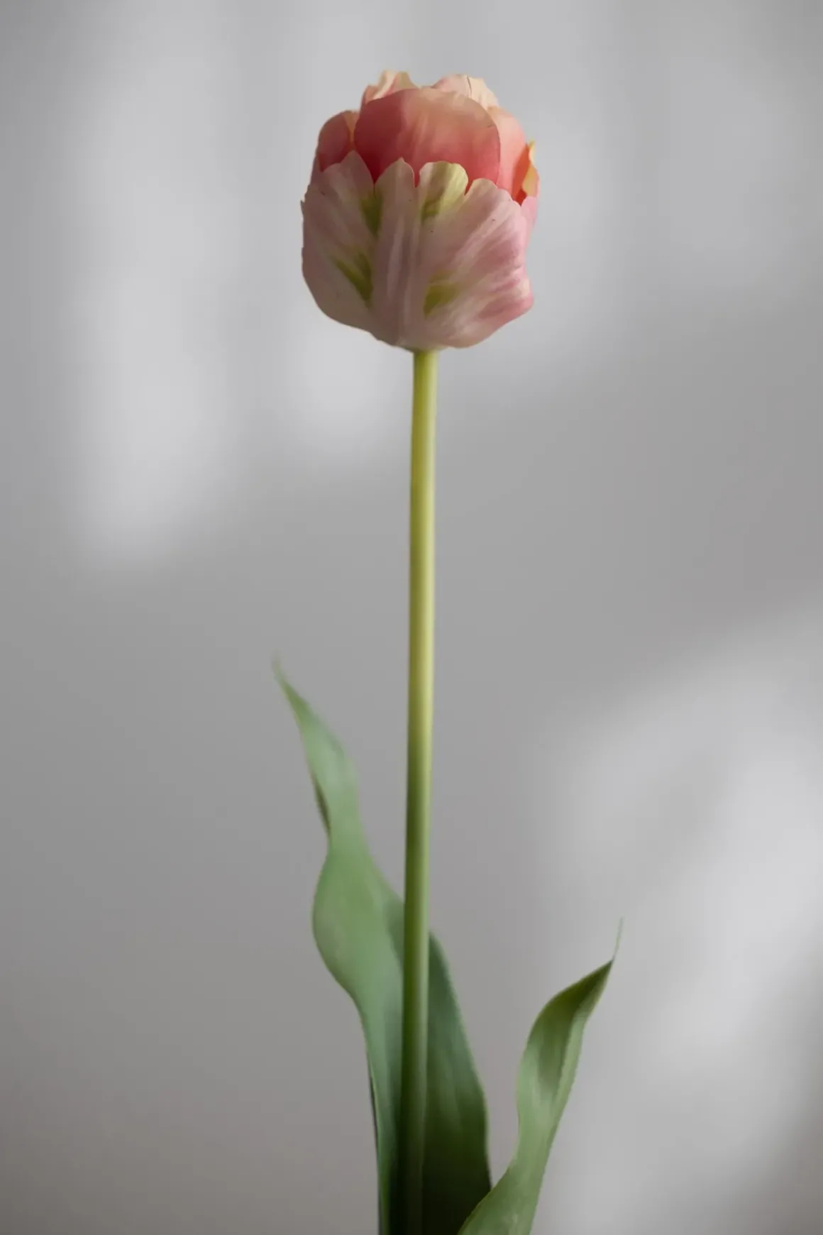 Blomst - Tulipan 67cm Rosa
