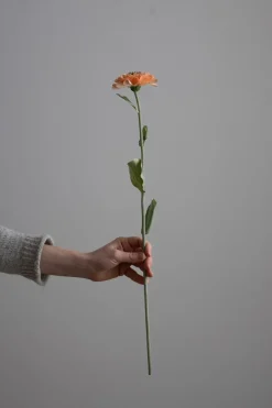 Blomst - Zinnia H45cm