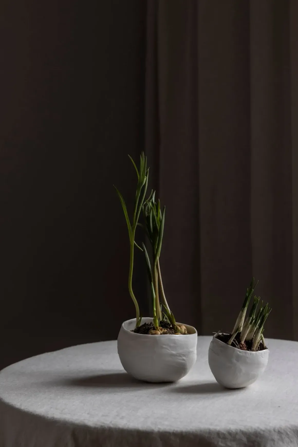 Bolle - Plaster Hvit