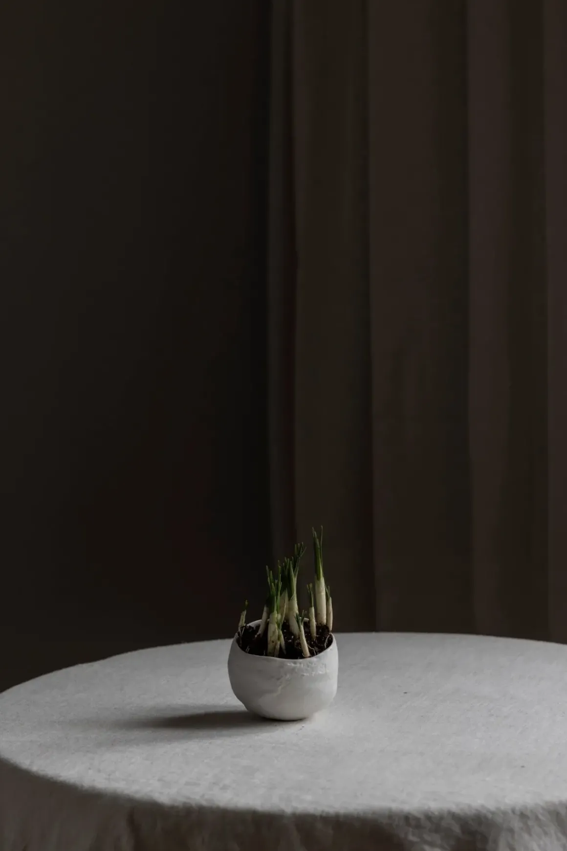 Bolle - Plaster Hvit