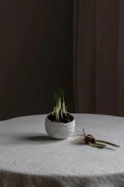 Bolle - Plaster Hvit