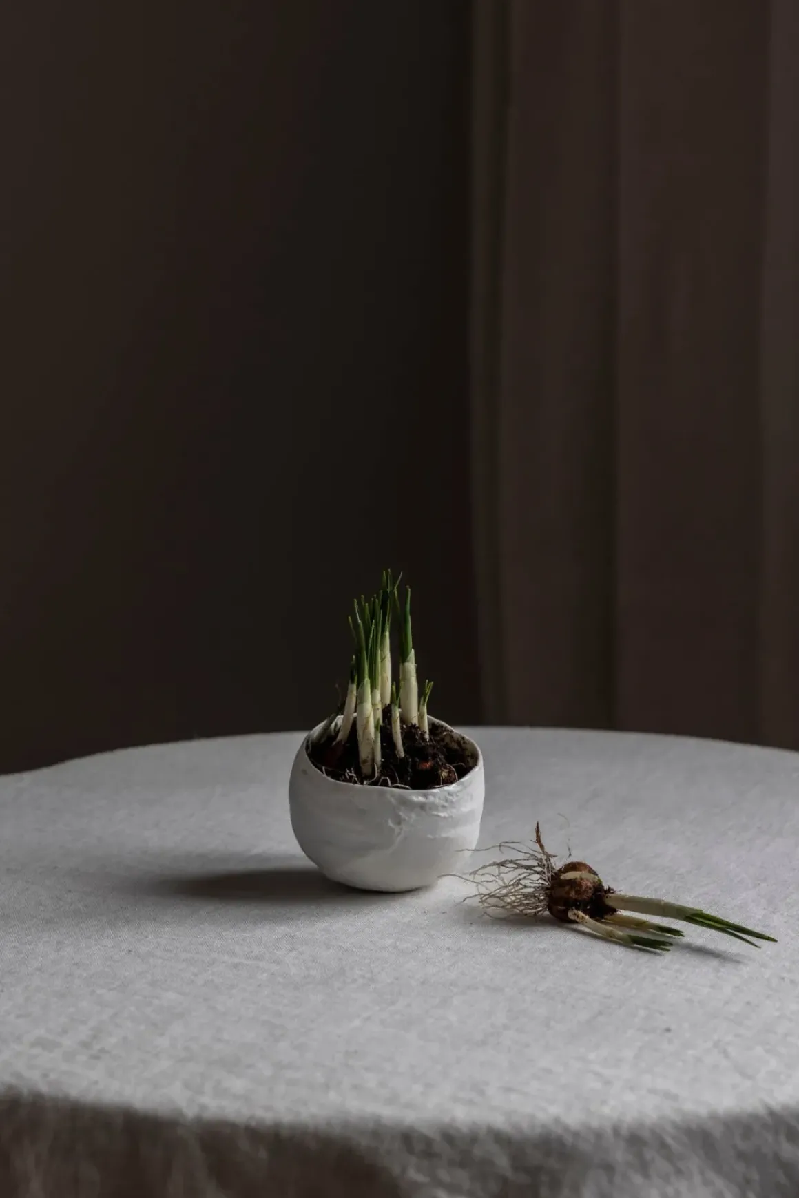 Bolle - Plaster Hvit