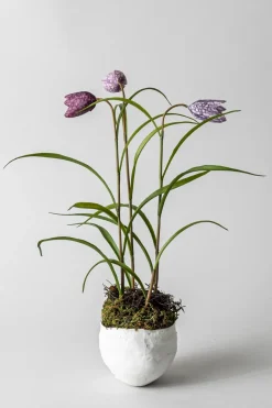 Bolle - Plaster Hvit