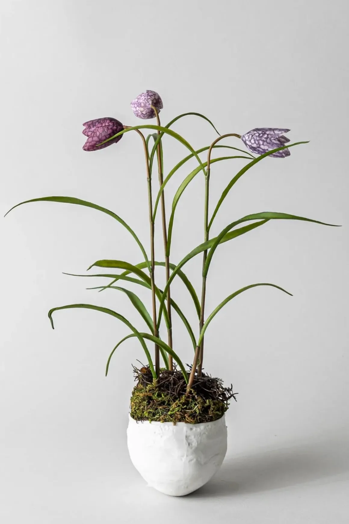 Bolle - Plaster Hvit