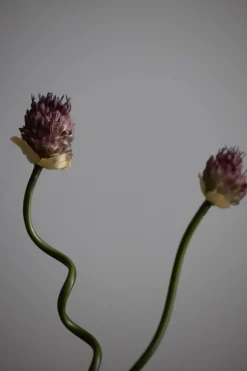 Kvist - Allium H65cm