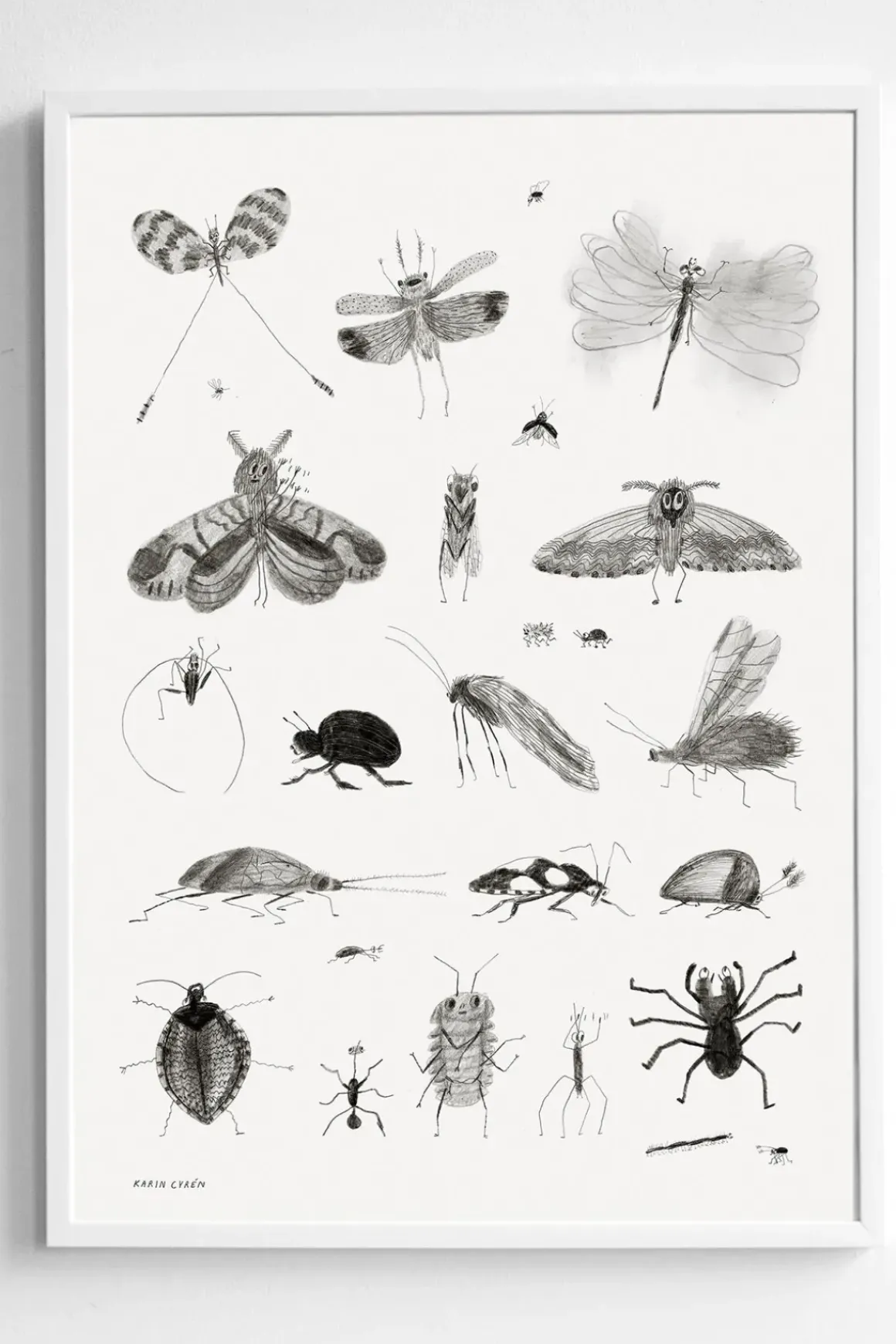 Plakat - Bugs 50x70cm