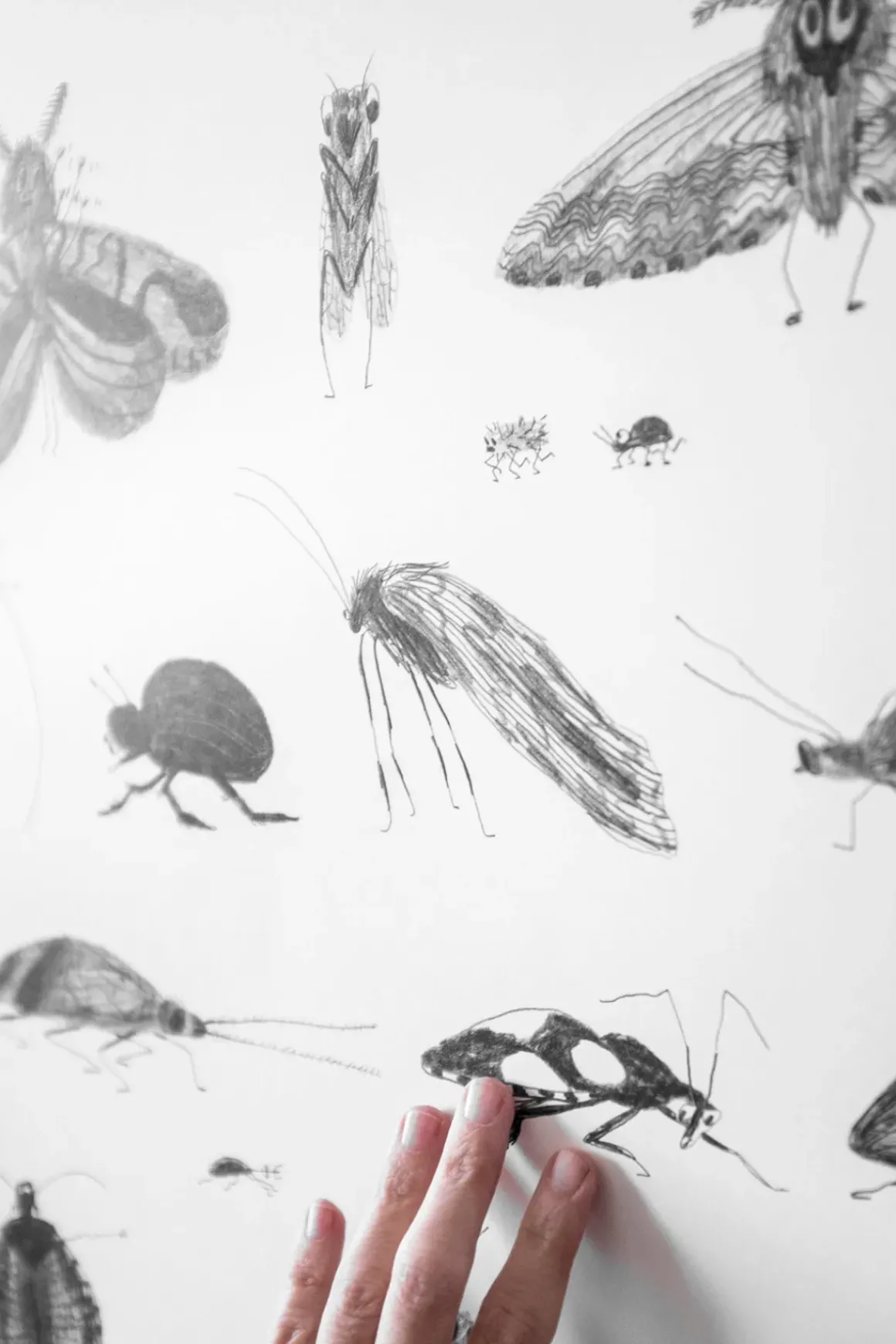 Plakat - Bugs 50x70cm