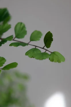 Plante - Bregne H113cm Grønn