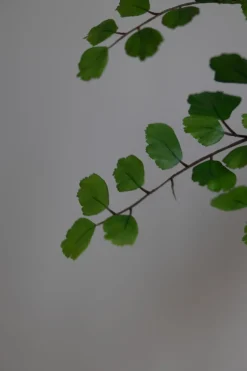 Plante - Bregne H113cm Grønn