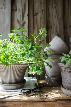 Potte - Daisy m/Skål Grå