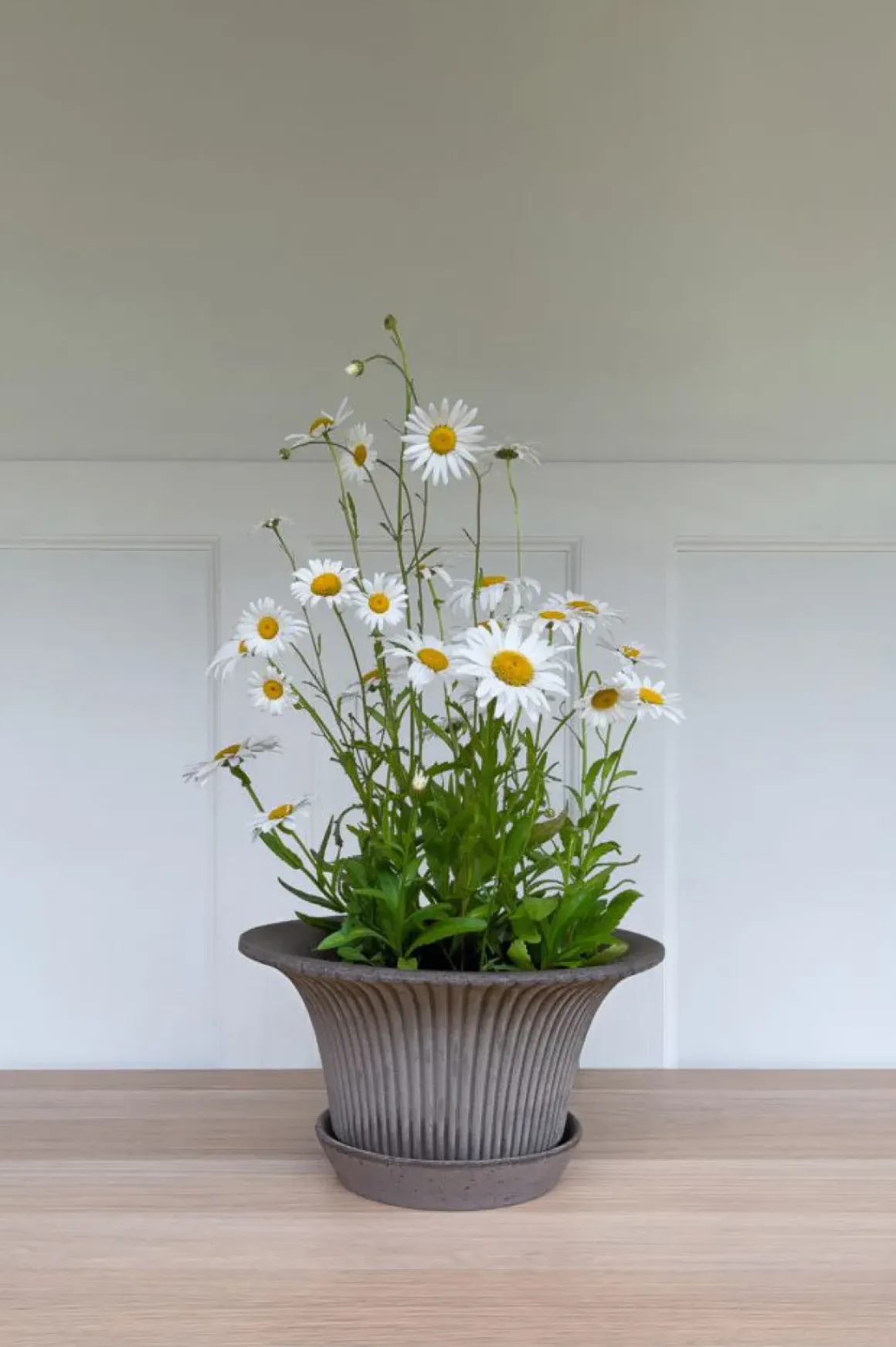 Potte - Daisy m/Skål Grå