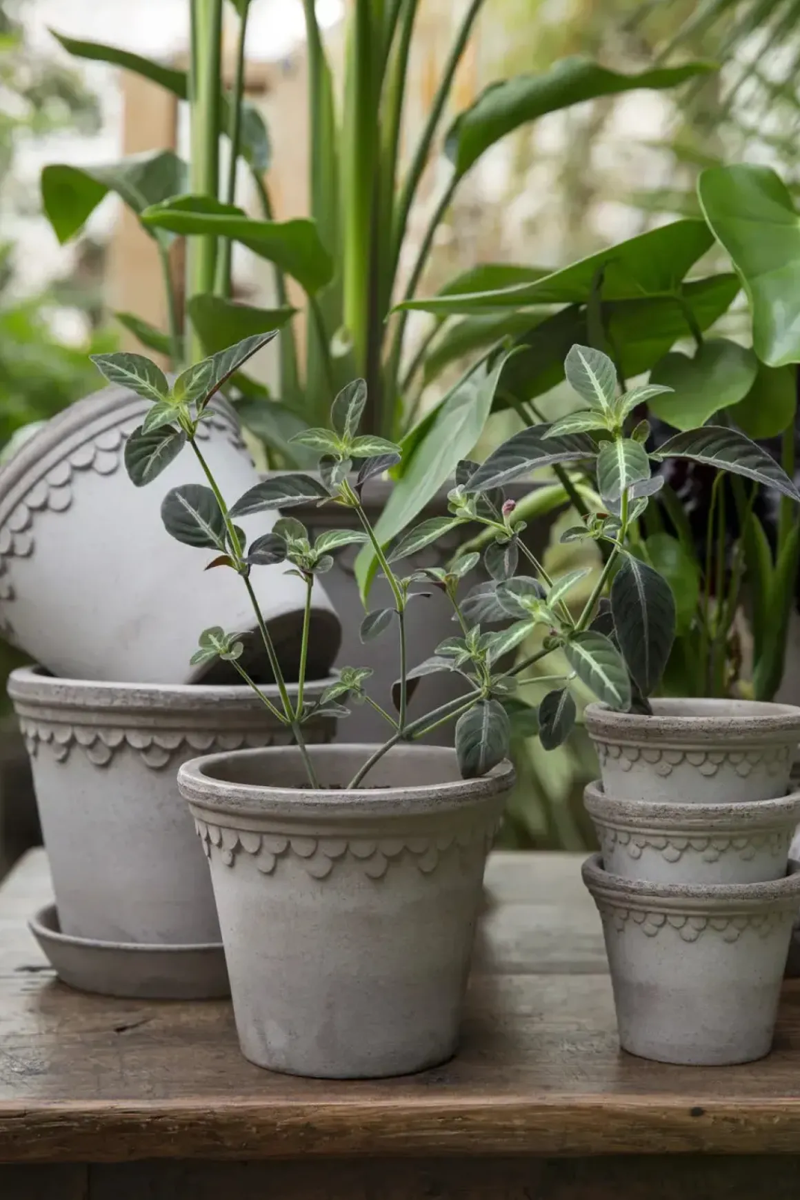 Potte - Københavner m/Skål Grå