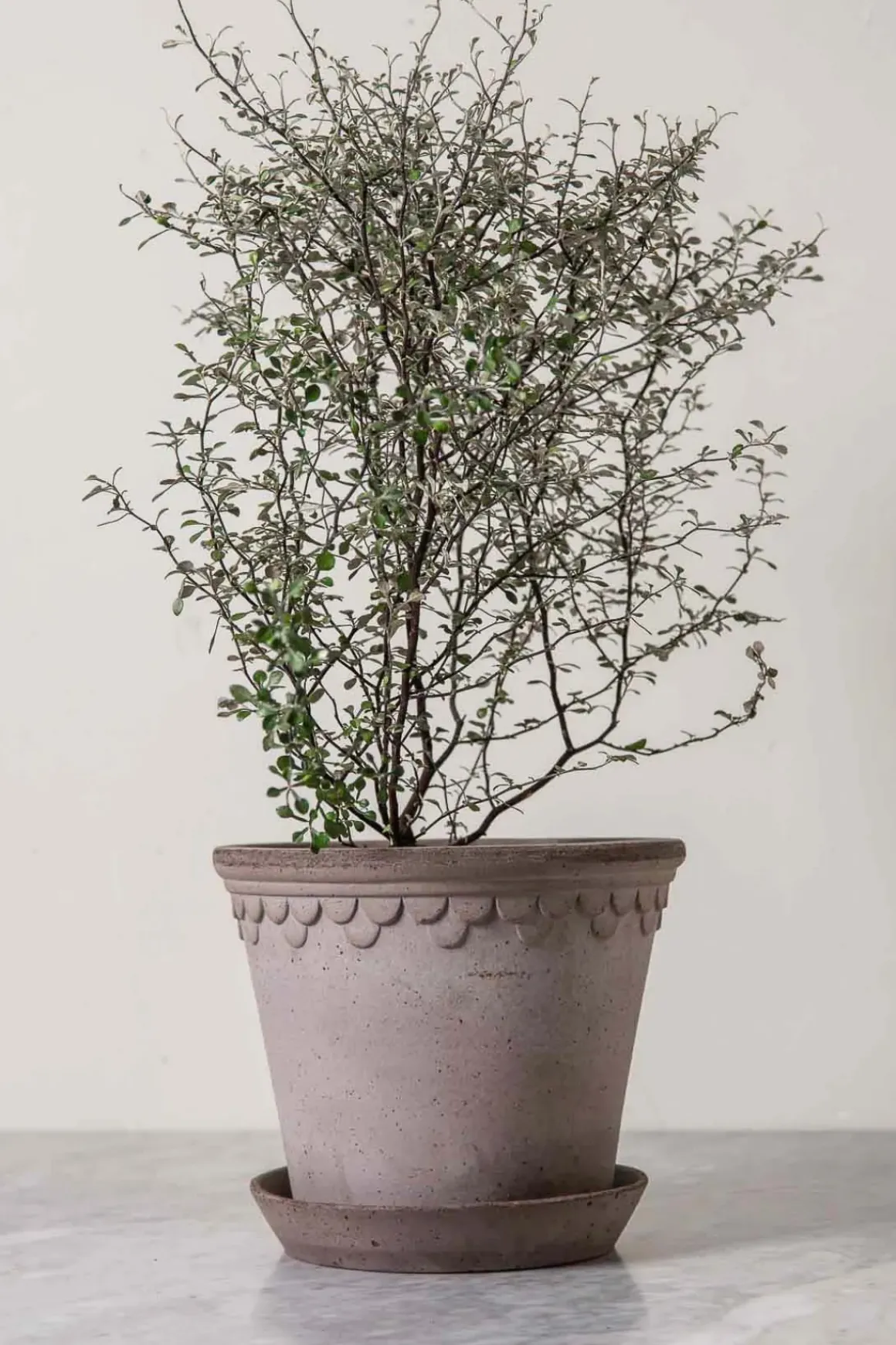 Potte - Københavner m/Skål Grå