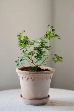 Potte - Københavner m/Skål Rose