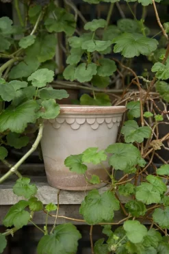 Potte - Københavner m/Skål Rose