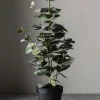 Potteplante - Eucalyptus H55cm