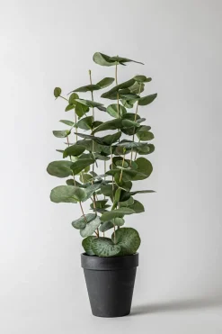 Potteplante - Eucalyptus H55cm